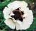 Mak wschodni- Papaver 'Royal Wedding'-ROŚLINY