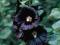 Malwa czarna-Alcea 'Arabian Night'-ROŚLINY Z DONIC