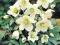 Ciemiernik biały - Helleborus niger - SADZONKI