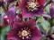 Ciemiernik wschodni - Helleborus orient - SADZONKI