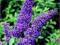 Budleja 'Petite Purple' - Motyli krzew - SADZONKI