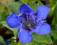 Goryczka 'Blue Herald'- bylina - SADZONKI - NEW