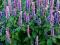 Kłosowiec -Agastache 'Korean' -bylina-SADZONKI-NEW