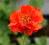Kuklik -Geum 'Feuerball' -bylina-SADZONKI-NEW