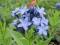 Amsonia tabernaemontana- bylina-SADZONKI-NEW