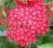 Krwawnik 'Cerise Queen' -Achillea - SADZONKI - NEW