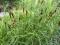 Turzyca muskegońska - trawa palmowa