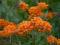 Trojeść pomarańczowa-ogniste kwiaty