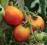 Pomidor Sława Nadrenii - owocuje w każdym klimacie