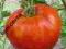 Pomidor Shuntukski Velikan - gigant z Rosji