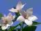 ROZWAR WIELKOKWIAT róż Platycodon OGROMNE KWIATY