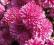 Chryzantema zimująca ,,Laguna Pink  - , sasanka