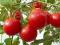 Nasiona_z_Ogrodu Pomidor - Bolita chery - słodki.