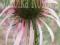 JEŻÓWKA BLADA ECHINACEA PALLIDA