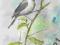 SIKORKA UBOGA-- PTAK,PTAKI AKWARELA