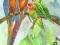 PAPUGI 2-- PTAK,PTAKI AKWARELA