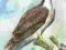 RYBOŁÓW-- PTAK,PTAKI AKWARELA