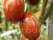 Nasiona_z_Ogrodu Pomidor - Israel Zebra Cherry