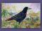 Nieczarny gawron -akwarela A4 ptaki  Gal.Astry