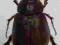 Scarabaeidae1 Australia