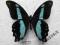 motyl Papilio sosia A1/A1-