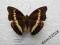 motyl Nymphalidae sp. from Indonesia A1-