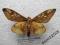 motyl Citheronia brisotti meridionalis A1/A-