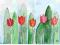 WYPRZEDAŻ TULIPANY KWIATY 21x29cm AKWARELA!!