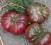 Pomidor Purple Calabash - intensywny smak