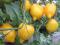 Pomidor Lemon Tree - żółta cytrynka