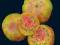 Pomidor Ananas Noire - niezwykły, cytrusowy