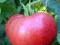 Pomidor Caspian Pink