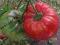 Pomidor Ispolin Malinovyi - ponad 1 kg owoce!
