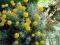 SKLANY KLEJNOT   Santolina cyprysikowata  SADZONKI