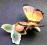 Motyl porcelanowy....Ens / Volkstedt