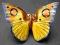 Motyl porcelanowy...Ens / Volkstedt