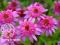 JEŻÓWKA PINK DOUBLE--- zjawiskowo piękna Echinacea