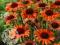 JEŻÓWKA ORANGE PASSION --- Echinacea - sadzonki