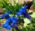 20 Gentiana  acaulis poszukiwany szafir -skalniak