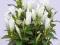 20 Gentiana  White Magic - rarytasik :)