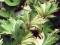 05 Ligularia Pure Fantaisie - ciekaw liść - kłącze