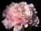 03 Paeonia - Piwonia Pecher - pastelowy kolorek k