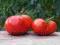 Pomidor Carol Chyko's Big Paste - wyśmienity smak