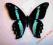 Motyl- Papilio nireus !!!