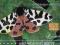 * WĘGRY  227  -  8/04  FAUNA  -  MOTYL