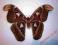 Motyl- Attacus atlas - Female !!!