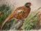 Ptaki.Bażant zakaspijski.(colchicus principalis)