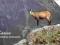zwierzęta chronione kozica - 1333