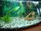 OKAZJA!!!Akwarium z PEŁNYM wyposażeniem i Rybkami!