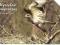 zwierzęta chronione myszołów - 1356